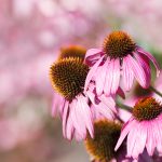 Conjunto de flores de Echinacea purpurea