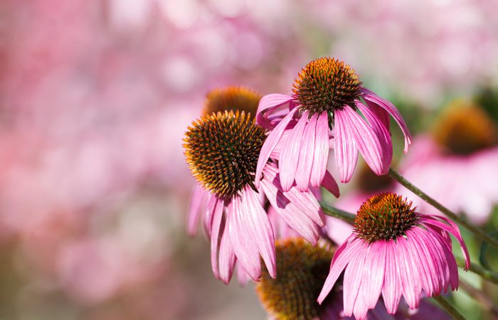 Conjunto de flores de Echinacea purpurea