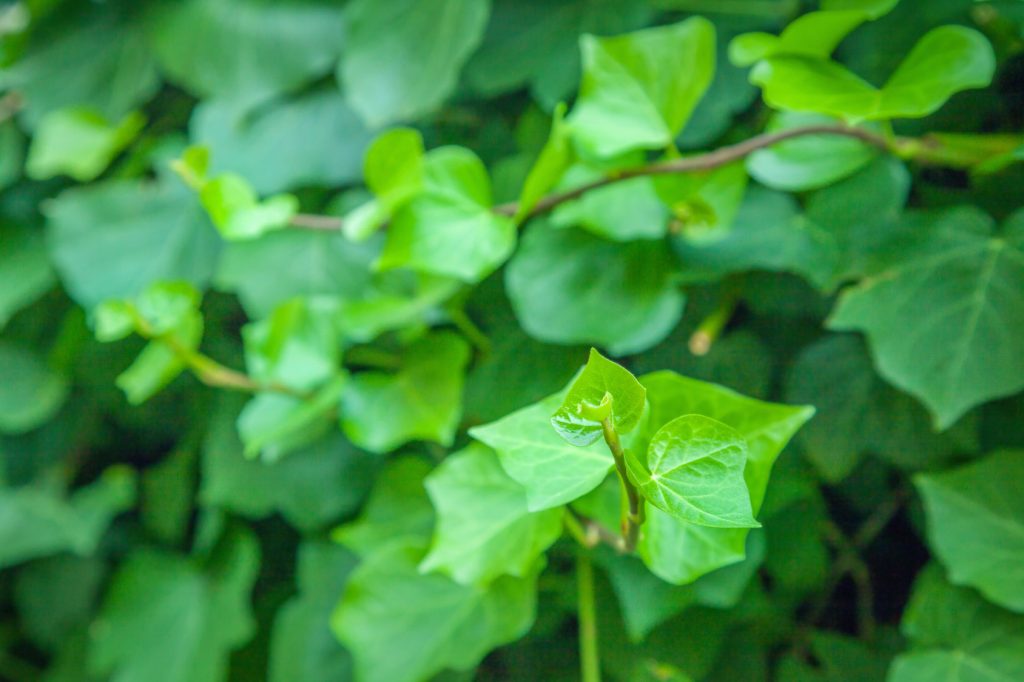 hedera helix tos invierno respiración